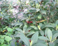 illicium floridanum 2.jpg